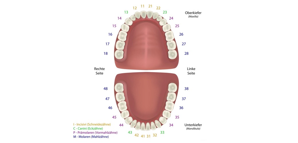 Arten von Zähnen